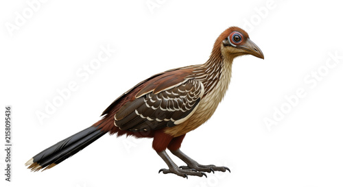 Hoatzin tropical bird also known as the stinkbird with its unique crest and brown plumage in nature.