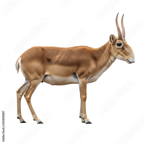 Saiga antelope with a distinctive bulbous nose standing on a dark background for steppe wildlife conservation.