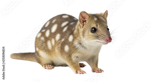 Quoll spotted carnivorous marsupial sitting on a dark background for australian wildlife education.