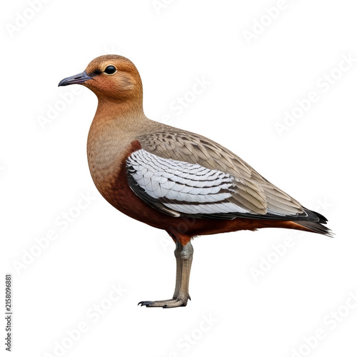 Sandgrouse bird with patterned brown feathers standing on a dark background. This image can be used for ornithology textbooks and desert wildlife educational materials.