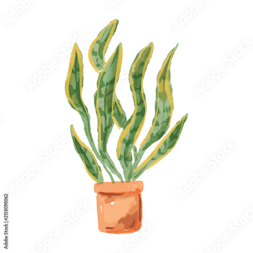 Watercolor Yellow Sansevieria Plant in a Pot Isolated on White Background, Green Exotic Tropical Plant for Natural Botanical and Organic Decor Concepts