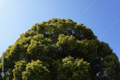 Mushroom like treetop