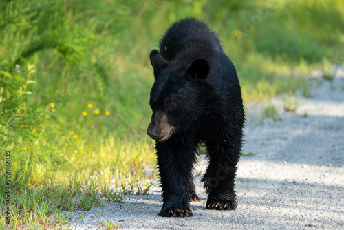 Photography Black bear walks on gravel path