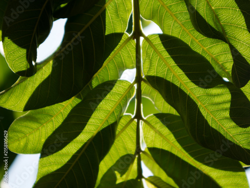 Foto Guava leaves are effective in relieving diarrhea due to their tannin and flavonoid content, which helps fight bacteria, reduce fluid in the intestines, and solidify stool