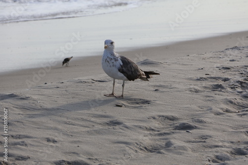 A solitary seagull exploring the sandy shores of Cape May New Jersey.