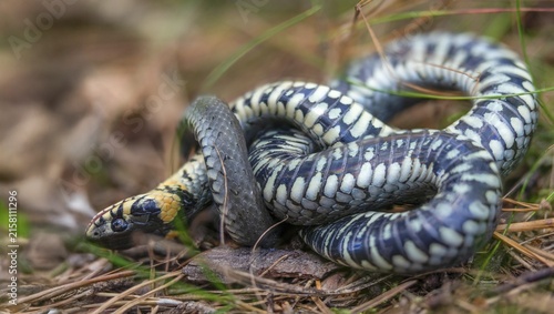 Grass snake, Natrix Natrix, grass snake, fright, thanatosis, death reflex, apparent death, reptilia, reptilia, ringed snake, snakes, snakes, water snake