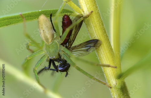 Arachnida, green scurry spider, micrommata virescens, arachnids, prey, green Huntsman spider, spider, spiders
