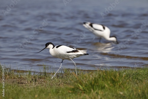 Black-capped avocet (Recurvirostra avosetta), North Sea coast, Dithmarschen, Schleswig-Holstein, Germany