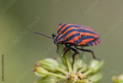 Graphosoma italicum, minstrel bug, striped bug, leaf bugs, insects, bugs