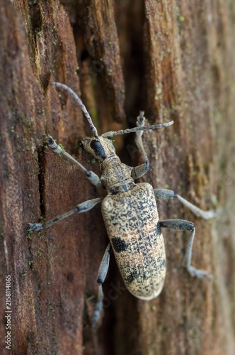 Snappy pintreck, blackspotted pliers support beetle, hardwood pincheon, rhagium mordax, blackspotted pintreck, pincer buck, beetle, longhorn, coleoptera, high size, portrait format, insects, beetles
