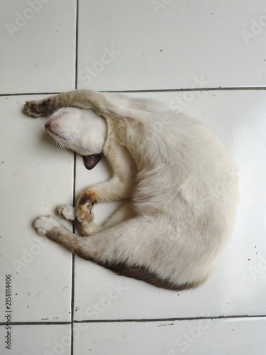 White Domestic Cat Sleeping Curled Up on White Tiled Floor