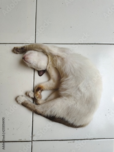 Cute White Cat Sleeping in Funny Curled Position on Floor