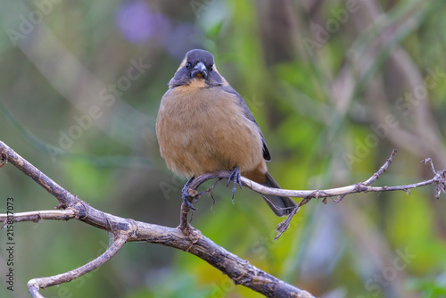 Male golden-billed saltator (Saltator aurantiirostris) perched on a branch.
