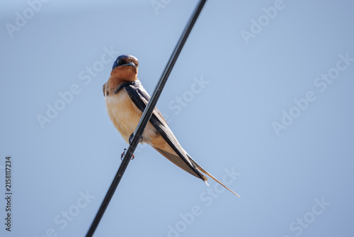 Barn Swallow (Hirundo rustica) perched on a wire against a blue sky.