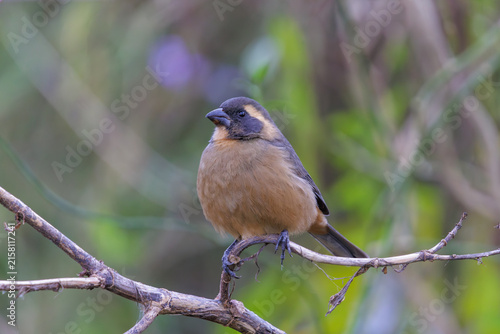 Male golden-billed saltator (Saltator aurantiirostris) perched on a branch.