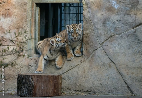 Photography Siberian tiger