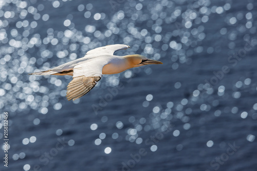 Quadro su tela Northern gannet Morus bassanus glides above shimmering sea with elegant outstret