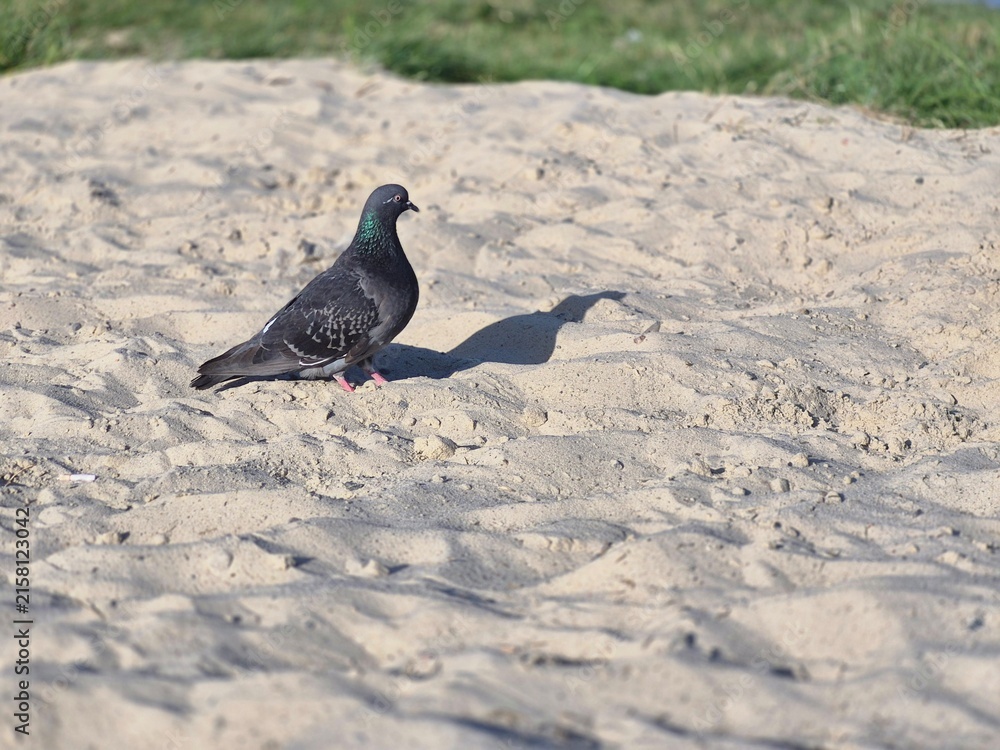 Fototapeta premium Wild pigeon standing on a sandy riverbank beside green vegetation and calm blue water in natural daylight. Outdoor wildlife scene with a soft blurred background and space for commercial nature and urb