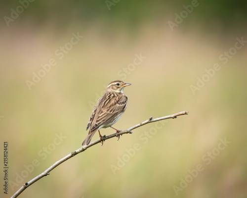 Small brown bird perched on a thin branch nature wildlife