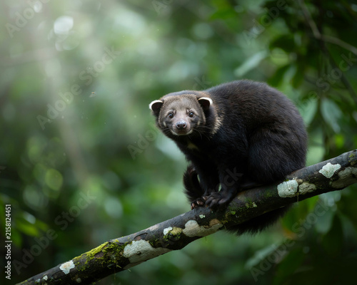 Small dark mammal with white ear tips perched on a mossy branch