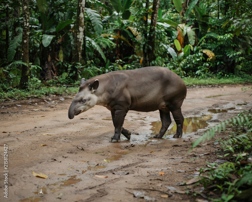 Tapir walking on muddy jungle path with lush foliage