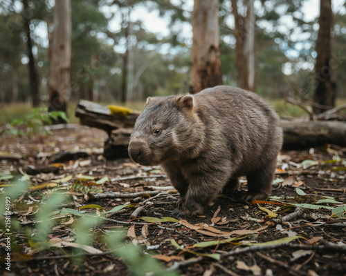 Wombat walking on forest floor with eucalyptus trees