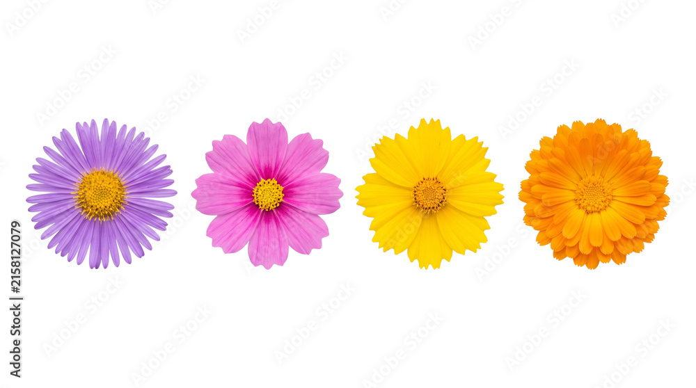 Colorful Flower Heads Collection Isolated Cutout PNG Element, Vibrant Spring Summer Floral Set for Graphic Design