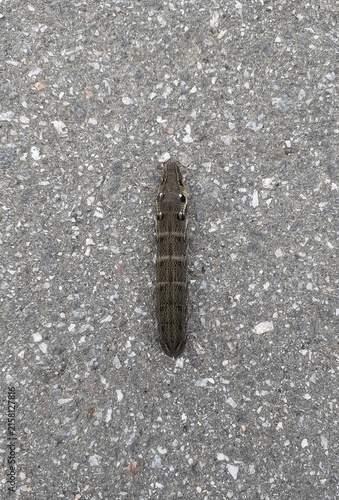 Canvastavla A grape hawk moth caterpillar crawls along a paved road