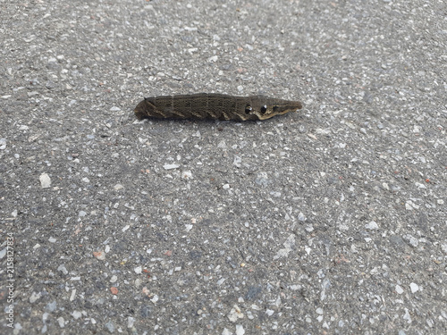 Принти на полотні A large grape hawk moth caterpillar crawls along a paved road