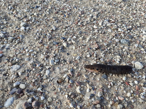 Obraz na plátne A wine hawk moth caterpillar crawls across multicolored pebbles