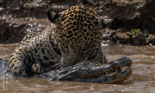 A jaguar hunting caiman in Brazil