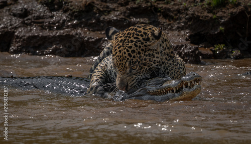 A jaguar hunting caiman in Brazil