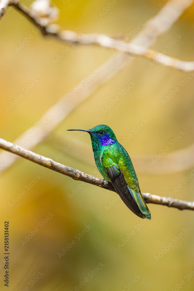 Naklejka premium Lesser violetear hummingbird perching on a dry branch
