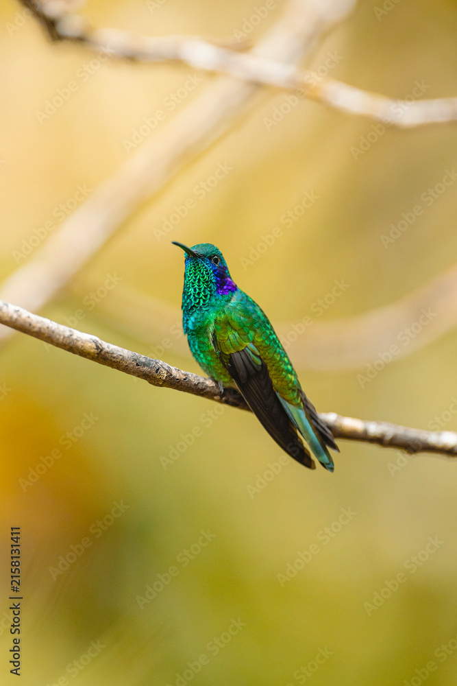 Naklejka premium Hummingbird perched on branch with shimmering green plumage