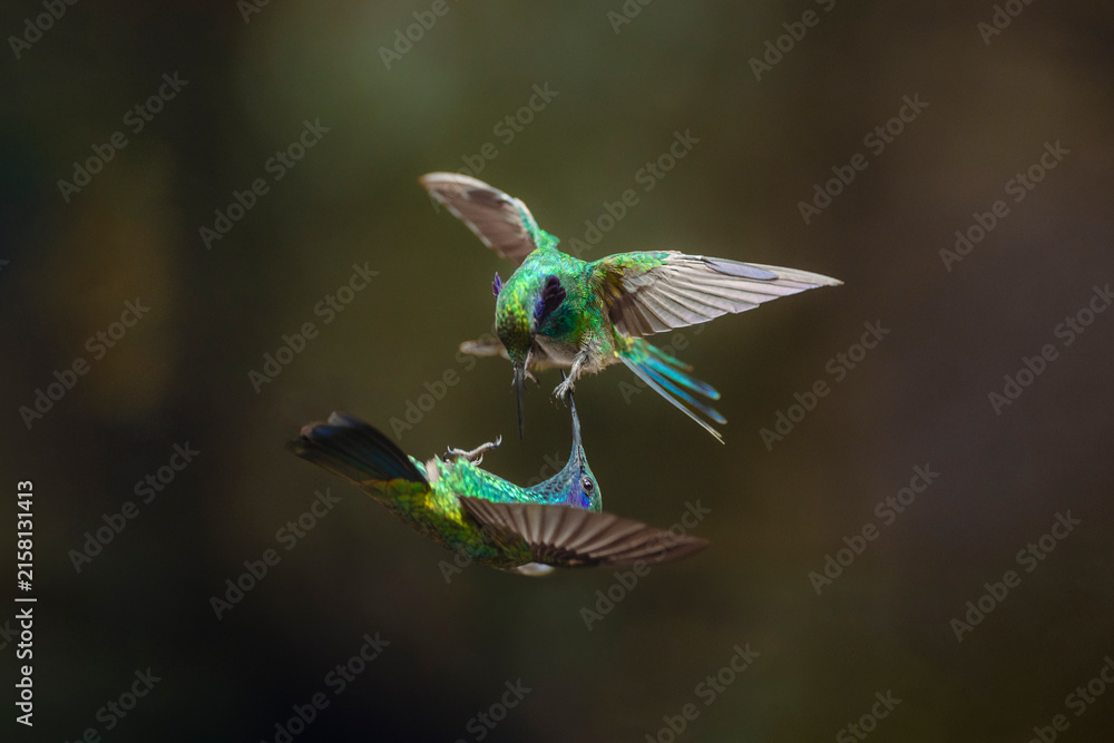 Naklejka premium Green violetear hummingbirds fighting mid-air for territory