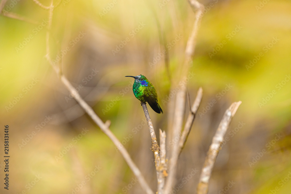 Naklejka premium Hummingbird perching on branch showing iridescent green feathers