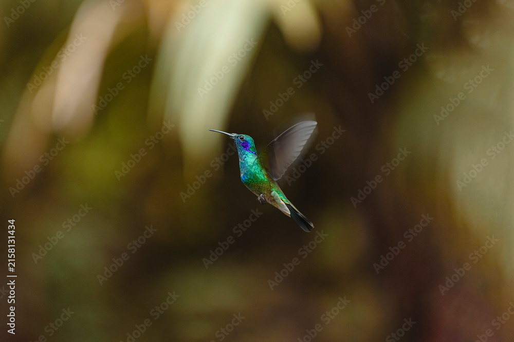 Naklejka premium Hummingbird flying with iridescent green and blue plumage