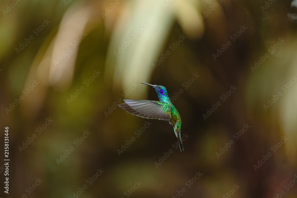 Naklejka premium Hummingbird flying with iridescent green blue feathers