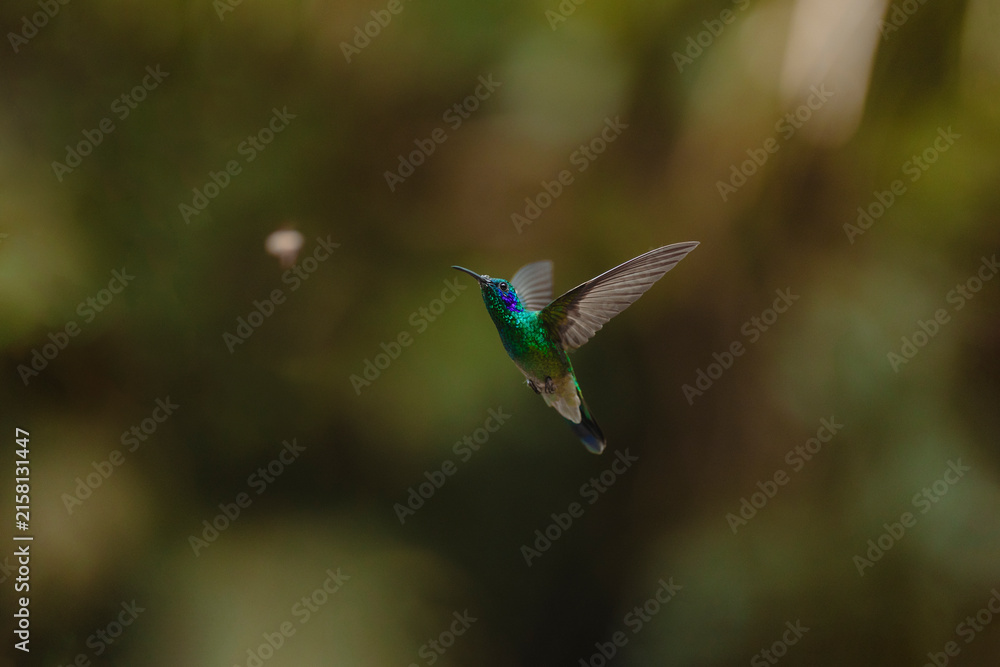Naklejka premium Hummingbird flying with iridescent green plumage in nature