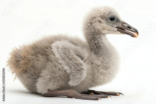 Young emu chick with fluffy feathers sitting on a white background looking forward