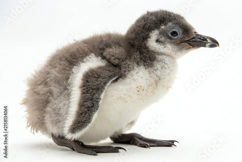 Adorable penguin chick with fluffy down feathers isolated on a white background