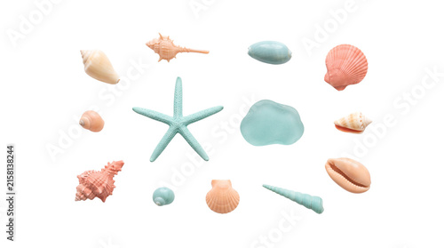 Tropical starfish and various assorted seashells arranged in a flat lay style on transparent background