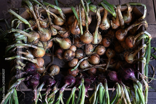A rustic collection of freshly harvested onions arranged for drying and curing on a wooden rack