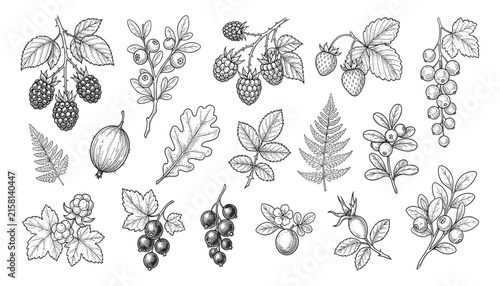 Botanical Illustration of Berries and Leaves, Vintage Style. Detailed Monochrome Drawing, Perfect for Design Elements
