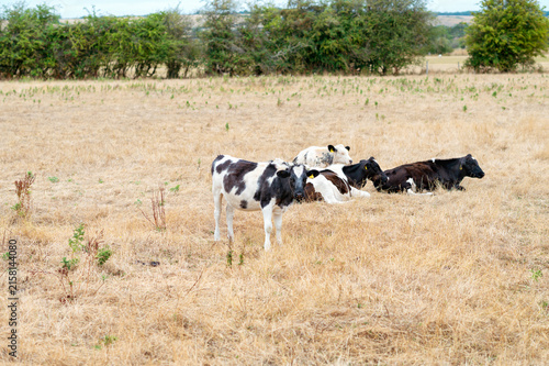Black and white cattle resting on dry pasture during summer drought conditions