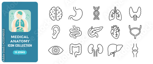 Medical anatomy icon collection, human organs and body parts, vector illustration set podium