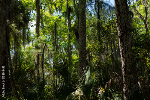 Foto Dense Lowcountry forest at Wormsloe Savannah, showcasing the strategic camouflage, vegetation, and natural terrain used by American militias for Revolutionary War guerrilla warfare