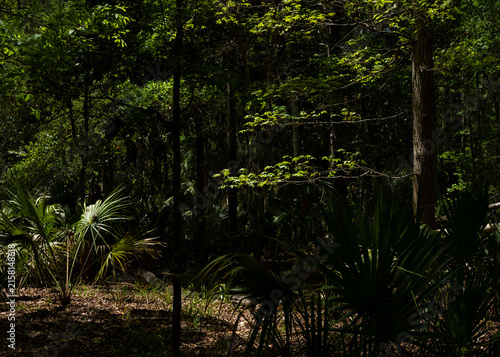 Quadro su tela Dense Lowcountry forest at Wormsloe Savannah, showcasing the strategic camouflage, vegetation, and natural terrain used by American militias for Revolutionary War guerrilla warfare