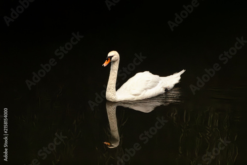 Obraz na płótnie White swan swimming