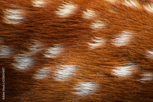 Cuadro en lienzo Deer fur texture